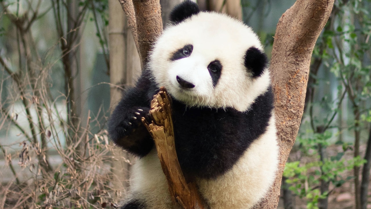 Chengdu Travel Companion
